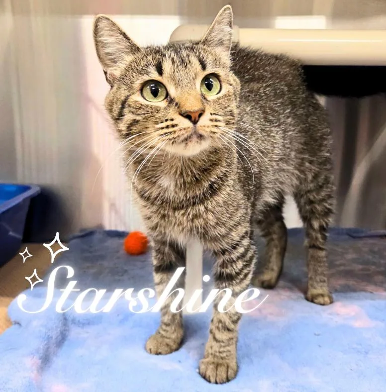A young medium-sized female Tabby (Brown / Chocolate) Domestic Short Hair cat named Edie for adoption in Nevada, IA