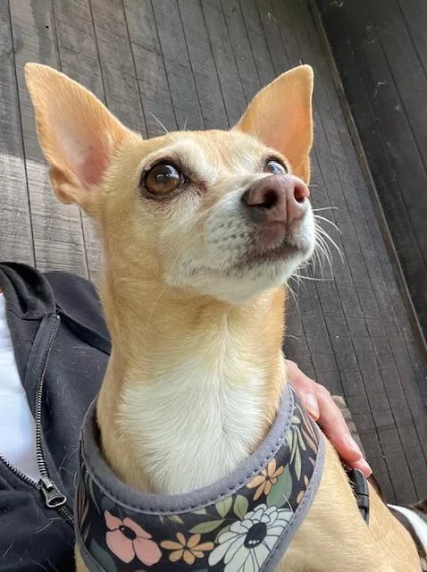 An adult small-sized female Chihuahua dog named Letty for adoption in Manchester, TN
