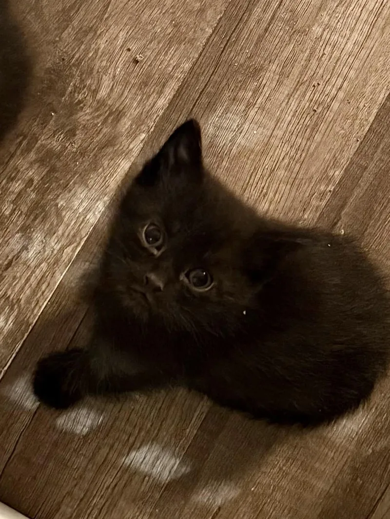 A baby medium-sized male Black Domestic Short Hair cat named Brulee for adoption in Snyder, TX