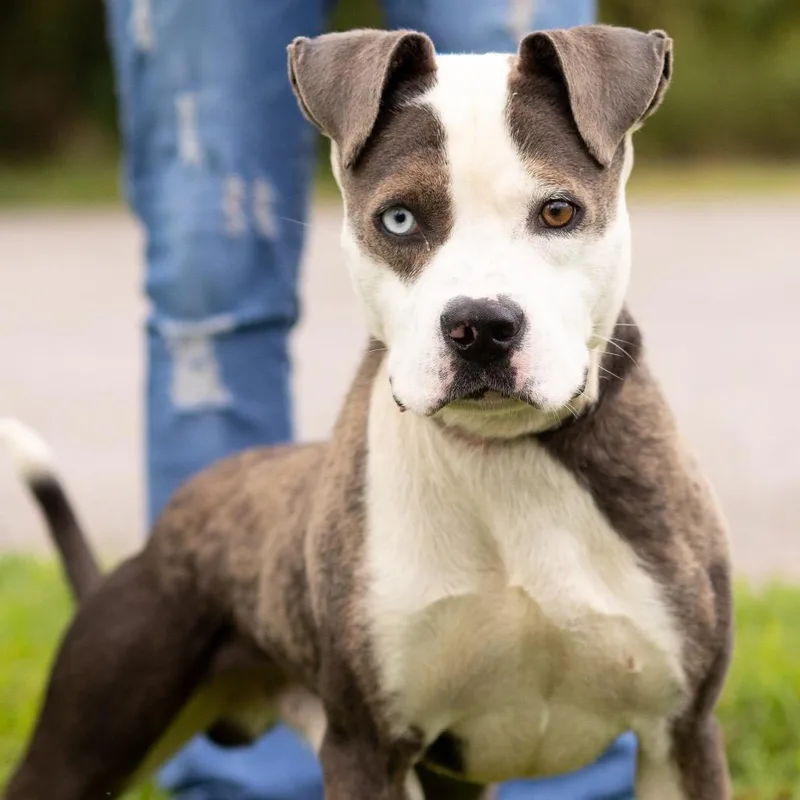 An adult medium-sized male Pit Bull Terrier dog named Oddie for adoption in Dixon, KY