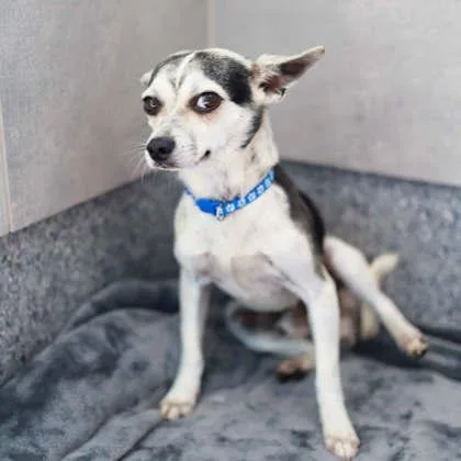 A young small-sized male Yellow / Tan / Blond / Fawn Chihuahua dog named Vinnie for adoption in Atlanta, GA