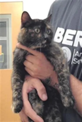 An adult small-sized female Domestic Short Hair cat named Lucy for adoption in Albuquerque, NM