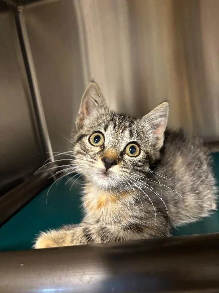 A baby large-sized female Domestic Short Hair cat named Minnie for adoption in Metter, GA