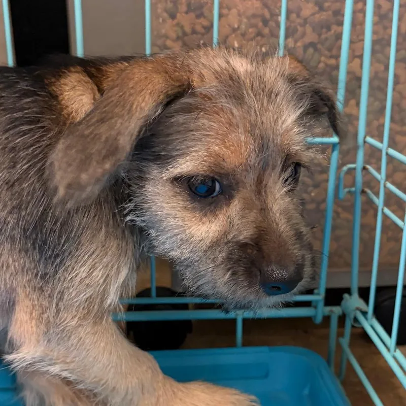 A baby small-sized male Brown / Chocolate Mixed Breed dog named Aramis for adoption in Lake Jackson, TX