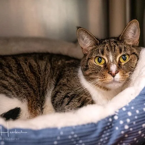 A senior large-sized female Brown / Chocolate Domestic Short Hair cat named Anna for adoption in Brockton, MA