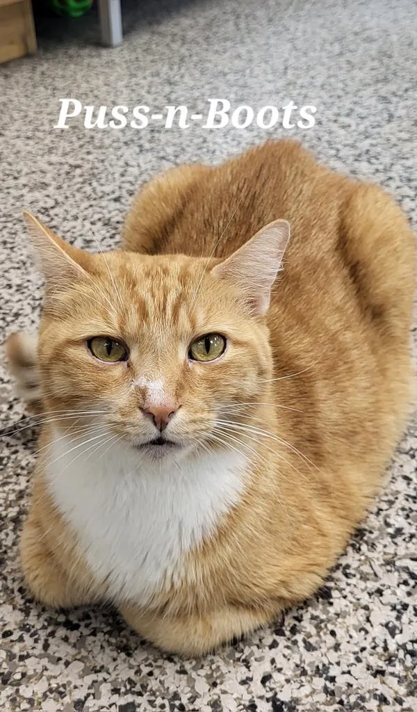 Pussnboots