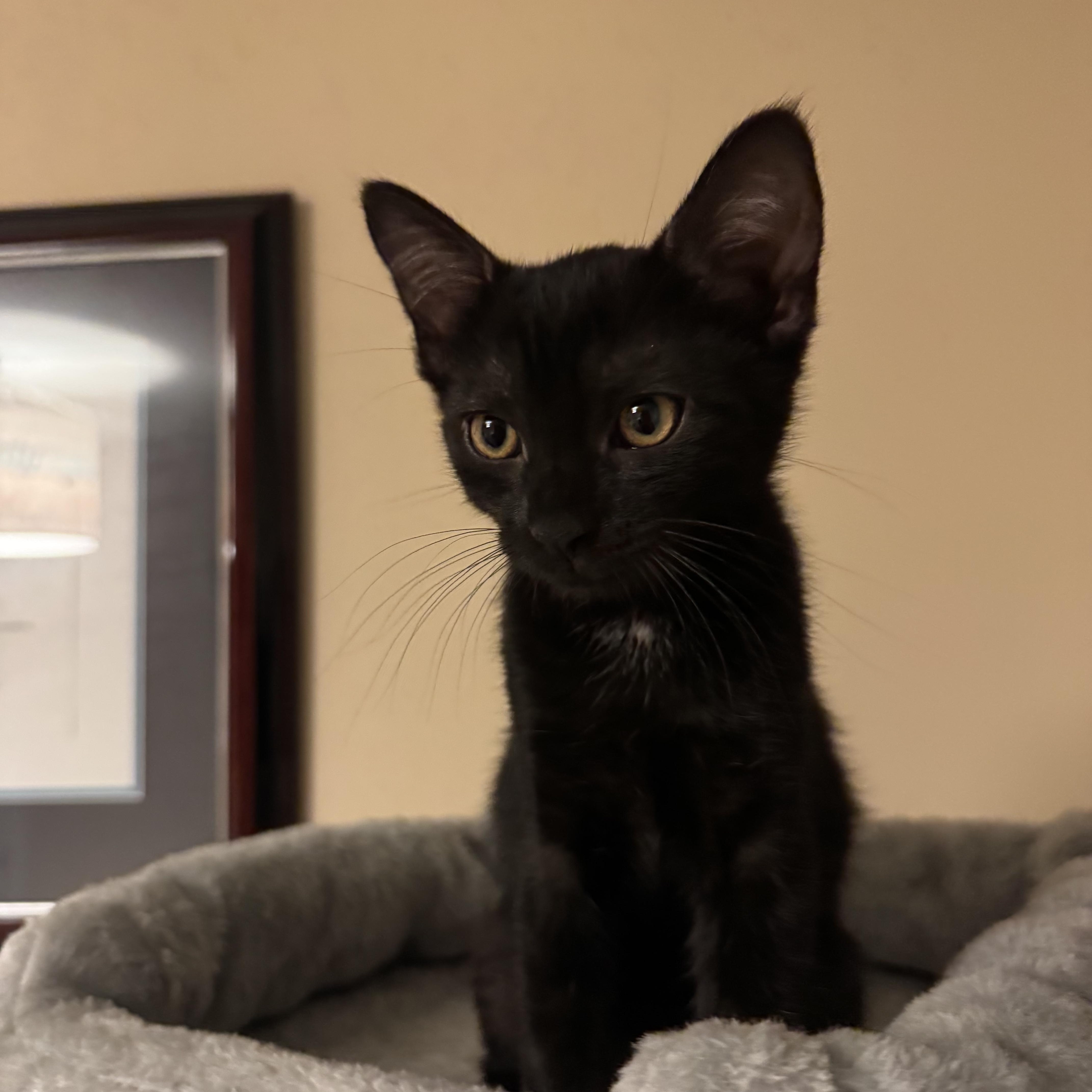 A baby small-sized female Black Domestic Short Hair cat named Evie for adoption in Warminster, PA