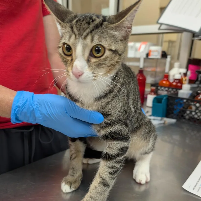 A young medium-sized male Brown / Chocolate Domestic Short Hair cat named Rocky for adoption in Birmingham, AL