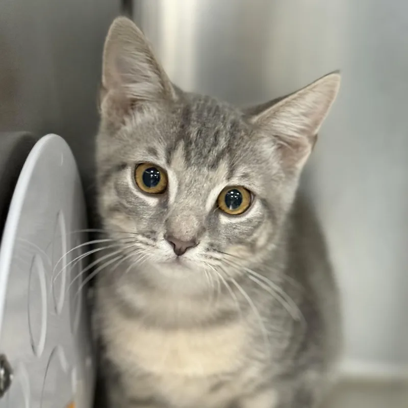 A baby medium-sized male Tabby (Gray / Blue / Silver) Domestic Short Hair cat named Habanero for adoption in Collierville, TN