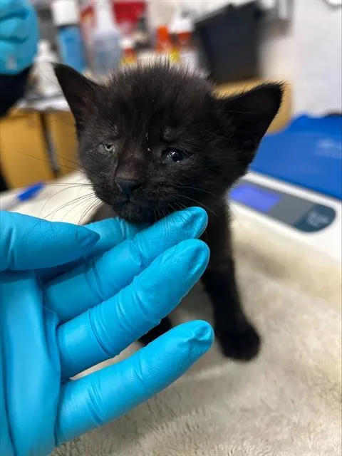 A baby small-sized male Domestic Short Hair cat named Kat for adoption in Alameda, CA