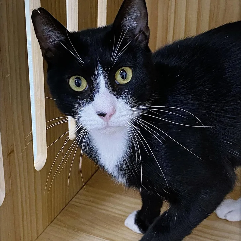 An adult large-sized male Black Domestic Short Hair cat named Jerry for adoption in Huntsville, AL