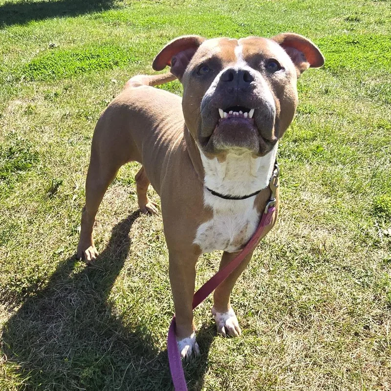 An adult large-sized male Brown / Chocolate Pit Bull Terrier dog named Macho for adoption in Champaign, IL