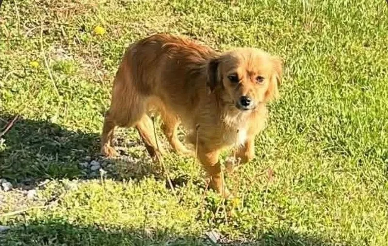 An adult small-sized female Chihuahua dog named Ruby Rose for adoption in Saunderstown, RI