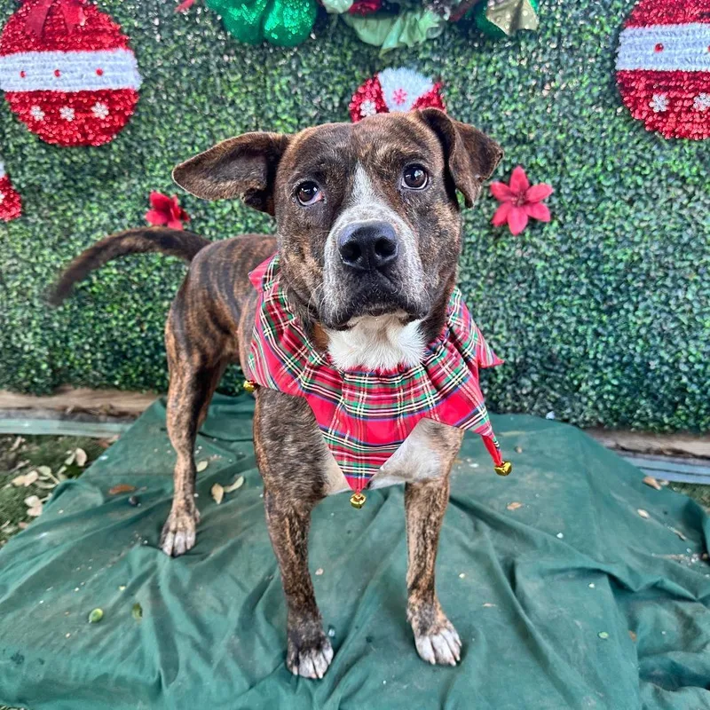 Bubble Tea thumbnail 2