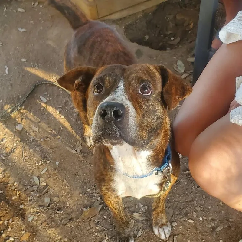 Bubble Tea thumbnail 3