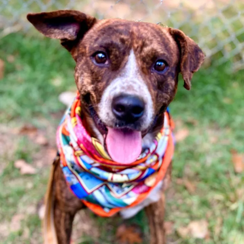 Bubble Tea thumbnail 4