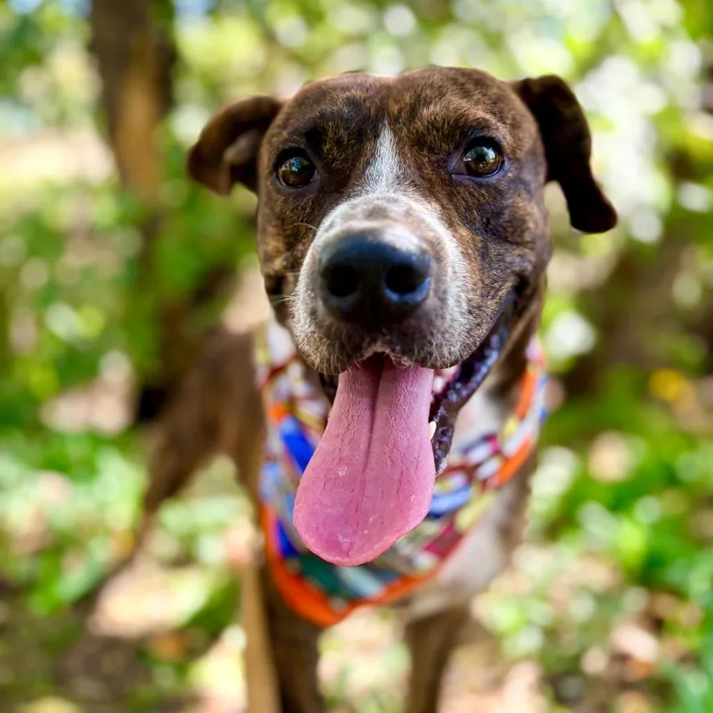 Bubble Tea thumbnail 5