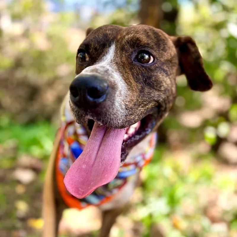 Bubble Tea thumbnail 6