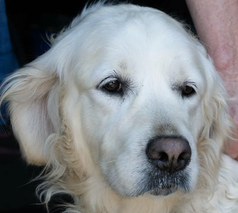 An adult large-sized female Golden Retriever dog named Frankie for adoption in Havertown, PA