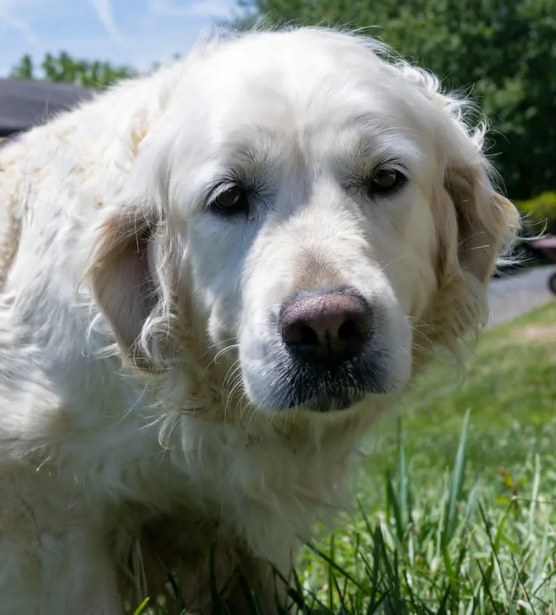 Frankie thumbnail 2