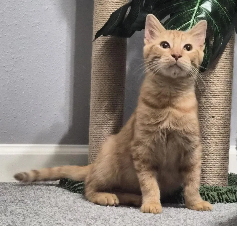 Rusty Friendlygingerboy thumbnail 3