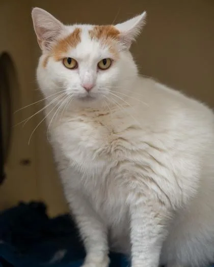 An adult medium-sized female Domestic Short Hair cat named Nala for adoption in Pequot Lakes, MN
