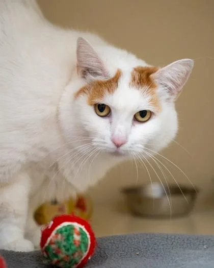 Nala thumbnail 2