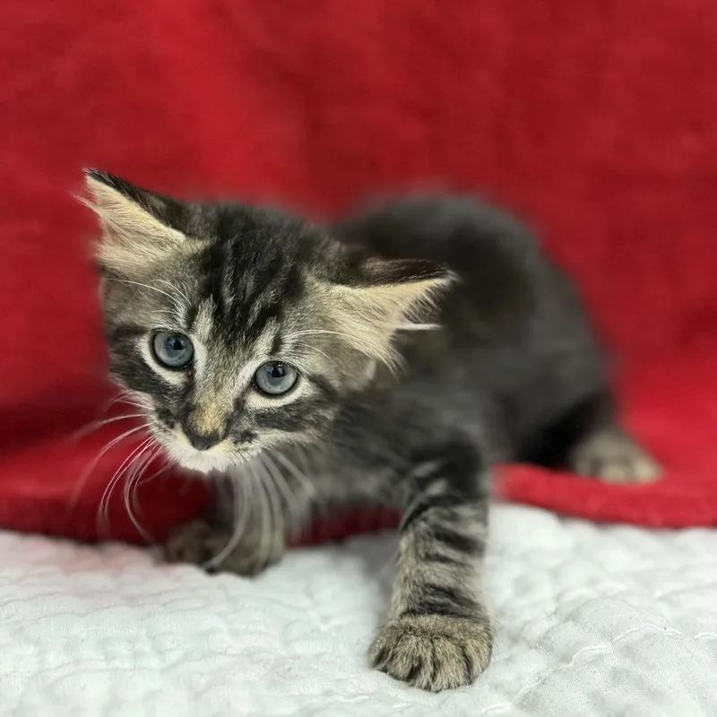 A baby small-sized male Brown / Chocolate Domestic Medium Hair cat named Bram for adoption in Bullhead City, AZ