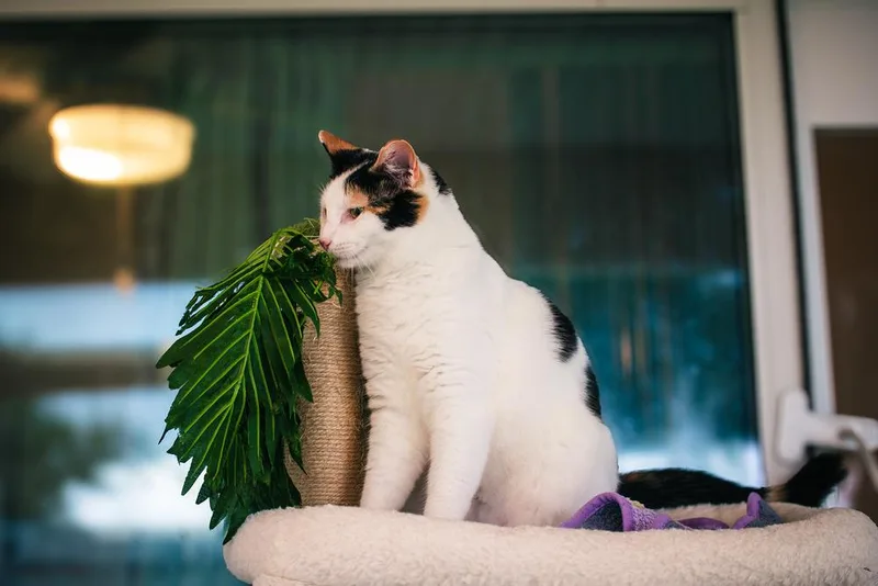 Lily Aka Jaga thumbnail 4