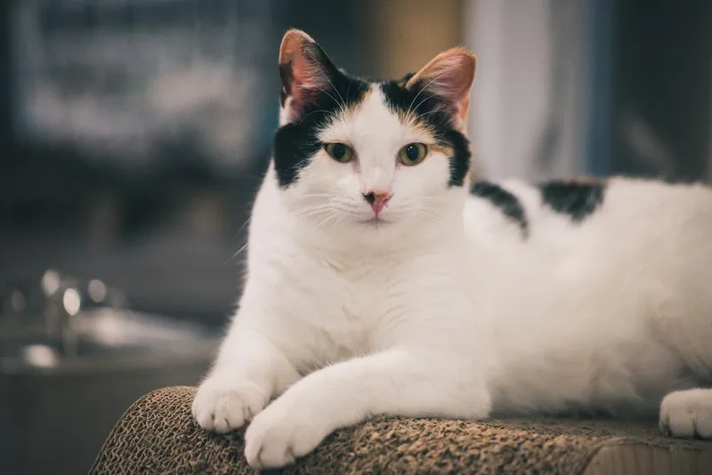 Lily Aka Jaga thumbnail 5