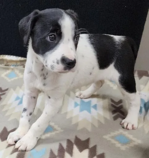 A baby medium-sized female Black Dalmatian dog named Perdita for adoption in Neillsville, WI