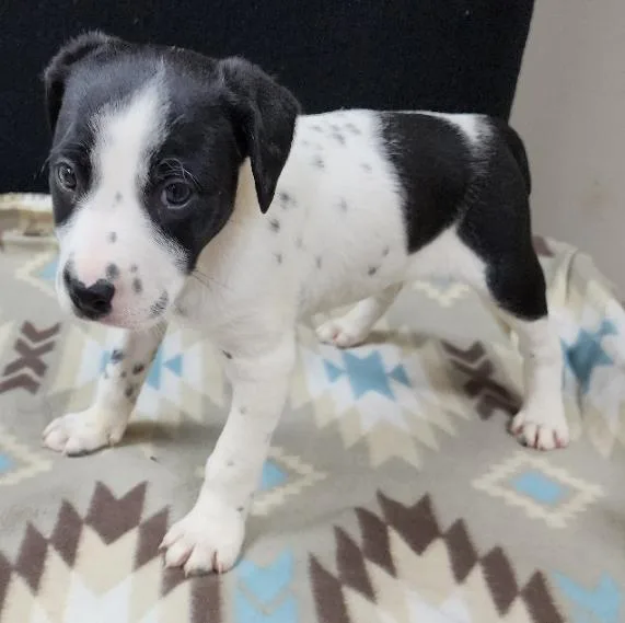 Perdita thumbnail 2