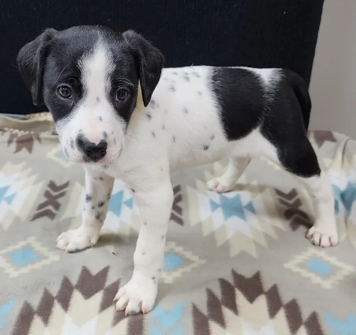 Perdita thumbnail 3
