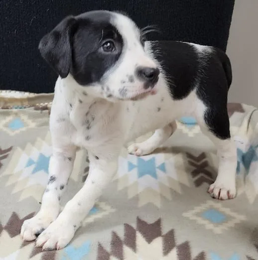 Perdita thumbnail 4
