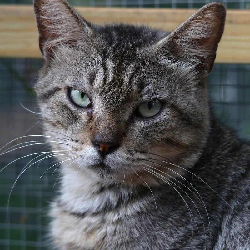 A young medium-sized male Gray / Blue / Silver Domestic Short Hair cat named Harry for adoption in SAN ANTONIO, TX
