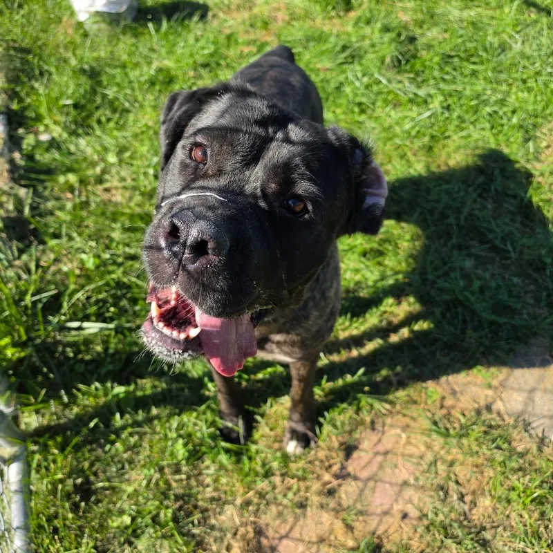 An adult extra large-sized female Mastiff dog named Mama for adoption in Easton, PA
