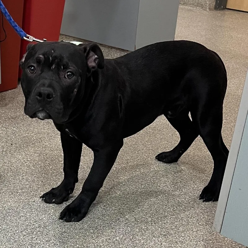An adult medium-sized male Black Mixed Breed dog named Riddles for adoption in Jacksonville, FL