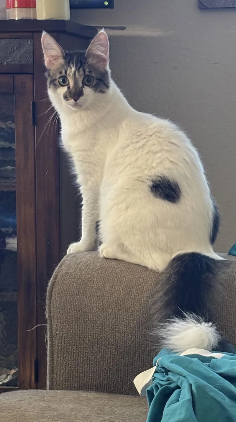 Prince Charming thumbnail 2