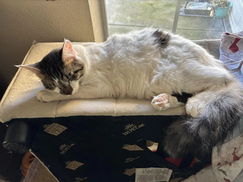 Prince Charming thumbnail 3