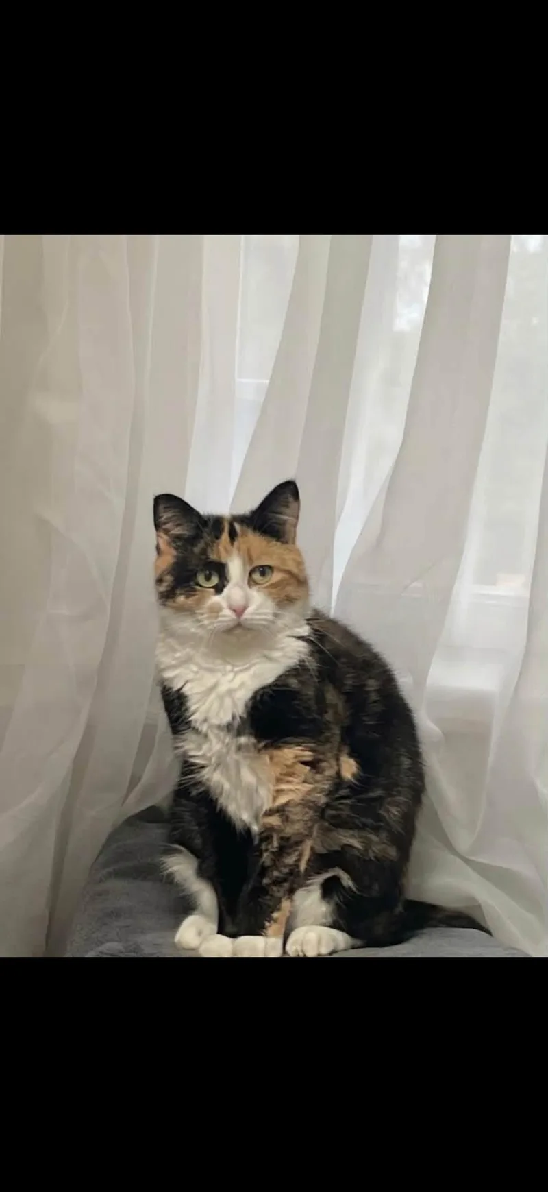 An adult medium-sized female American Shorthair cat named Mama Star for adoption in Johnstown, NY