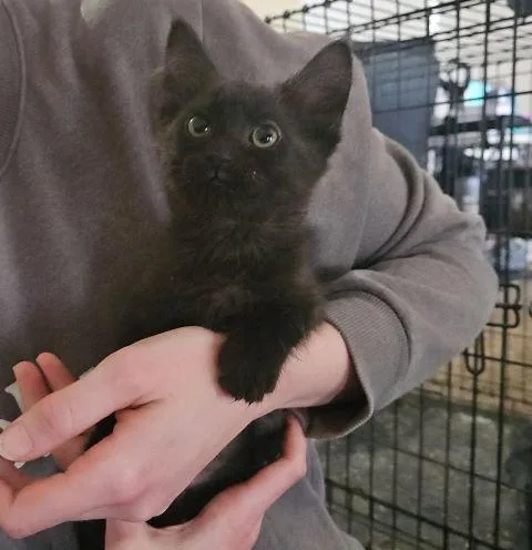 A baby medium-sized female Black Domestic Short Hair cat named Eevee for adoption in Fernley, NV