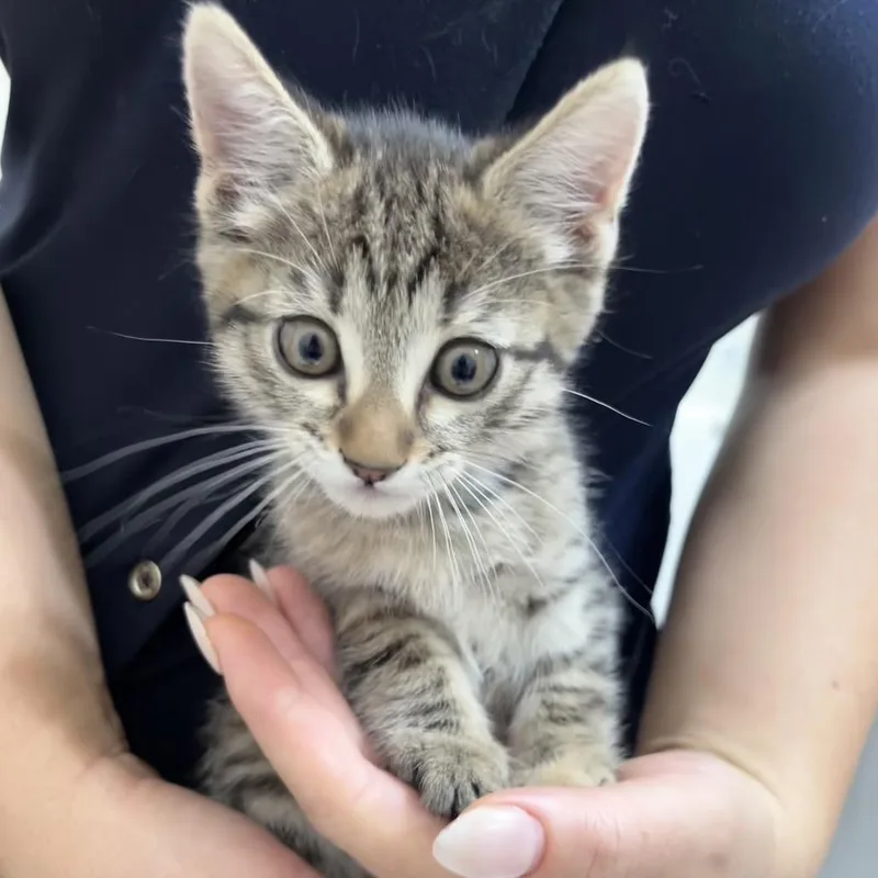 A baby extra large-sized female Brown / Chocolate Domestic Short Hair cat named Vera for adoption in Tempe, AZ