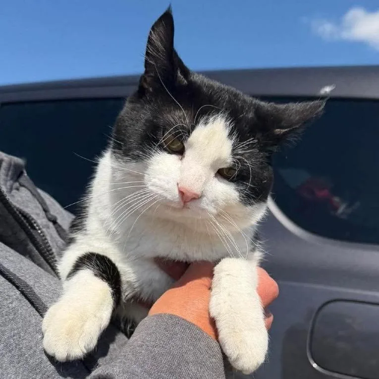 A young medium-sized male Black Domestic Short Hair cat named Sylvester Meet Me At for adoption in Buffalo, MN