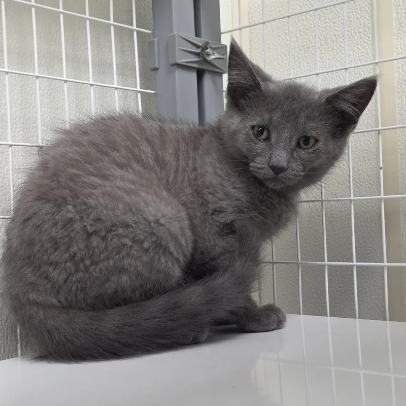 A baby small-sized female Gray / Blue / Silver Domestic Short Hair cat named Patti Smith for adoption in Oshkosh, WI