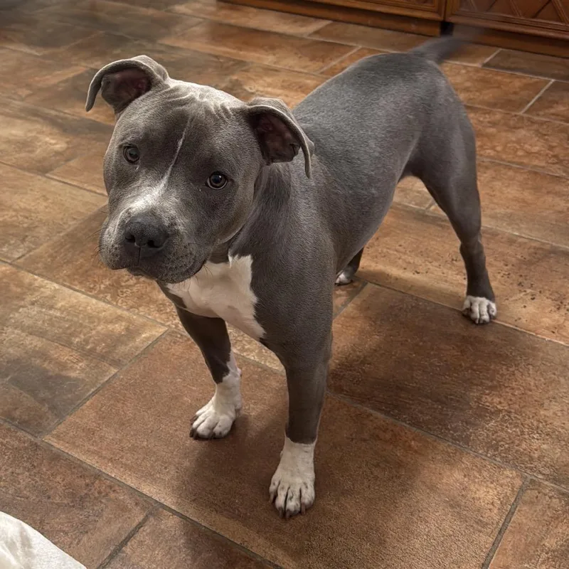 An adult medium-sized male Gray / Blue / Silver Terrier dog named Benji for adoption in Tampa, FL