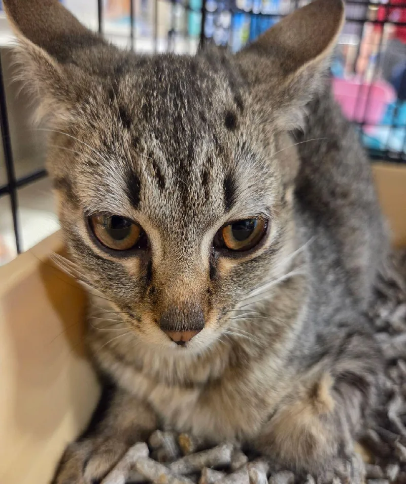 A young medium-sized female Tabby cat named Faith for adoption in Henderson, NV