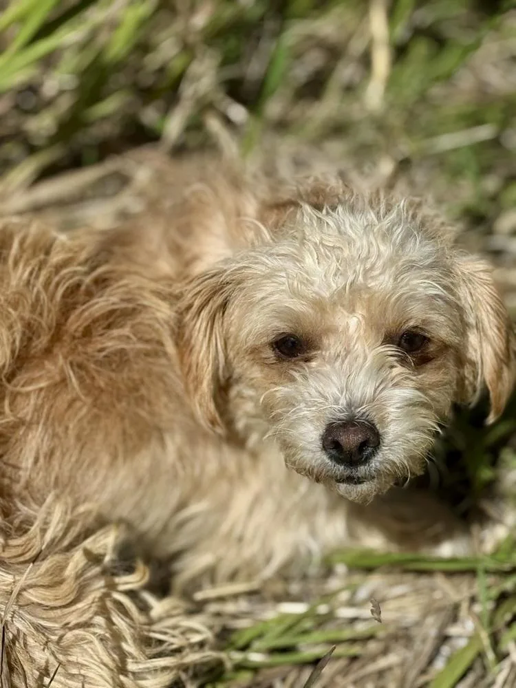 A young small-sized male White / Cream Terrier dog named Abdullah for adoption in Littleton, CO