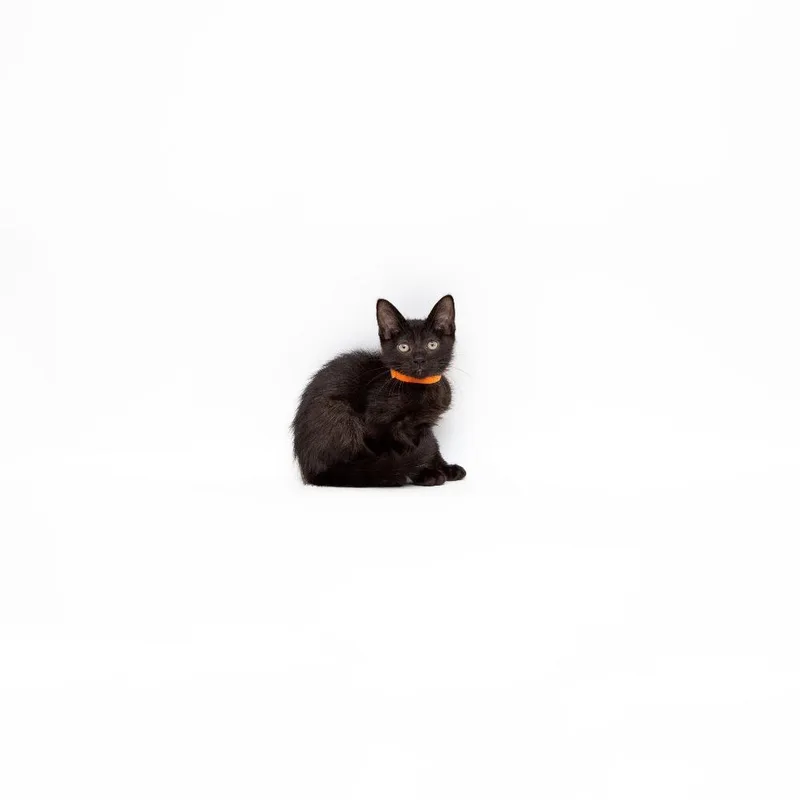 A baby small-sized male Black Domestic Short Hair cat named Nick for adoption in Playa Vista, CA