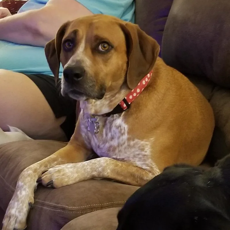A senior large-sized female Red / Chestnut / Orange Hound dog named Asia for adoption in Waynesville, NC
