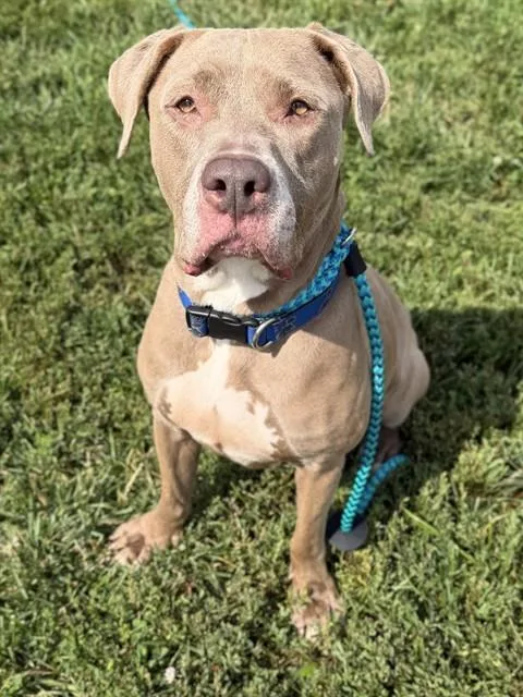 Nala